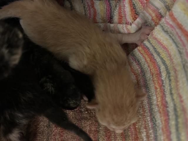 Shelter Stray Unknown Cat last seen Near BLOCK WEST 3500 SOUTH, 4522 W 3500 S, West Valley City, UT 84120, USA