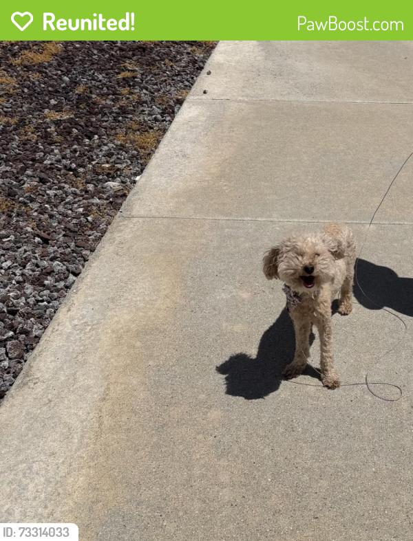 Reunited Female Dog last seen corte mataro，Temecula, Temecula, CA 92592