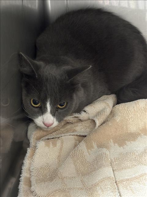 Shelter Stray Male Cat last seen , West Valley Animal Shelter, 20655 Plummer St, Chatsworth, CA 91311, USA