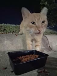 Found/Stray Unknown Cat last seen Seen at the bark and zoom off of 71 by the airport, Austin, TX 78617