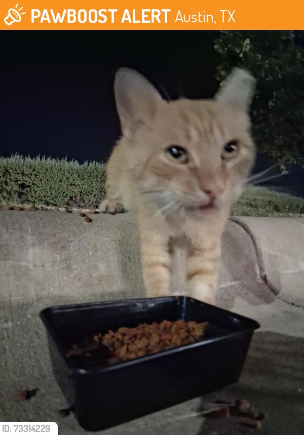 Found/Stray Unknown Cat last seen Seen at the bark and zoom off of 71 by the airport, Austin, TX 78617