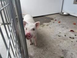 Shelter Stray Male Livestock last seen ELK DR, 333 Chandler Pl, San Bernardino, CA 92408, USA
