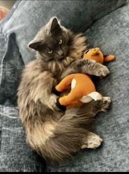 Lost Female Cat last seen mission bld and balboa ct, south mission beach, San Diego, CA 92109