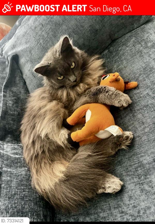Lost Female Cat last seen mission bld and balboa ct, south mission beach, San Diego, CA 92109