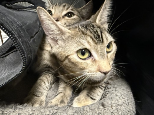 Shelter Stray Female Cat last seen , 14409 Vanowen St, Van Nuys, CA 91405, USA