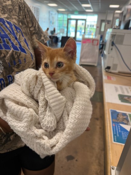 Shelter Stray Male Cat last seen , 14409 Vanowen St, Van Nuys, CA 91405, USA