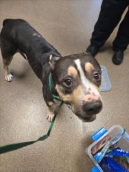 Shelter Stray Female Dog last seen Near BLOCK W PAWNEE AVE, WICHITA KS 67213, 3303 N Hillside St, Wichita, KS 67219, USA