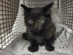 Shelter Stray Male Cat last seen , 14409 Vanowen St, Van Nuys, CA 91405, USA