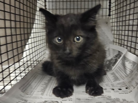 Shelter Stray Male Cat last seen , 14409 Vanowen St, Van Nuys, CA 91405, USA