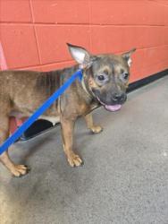 Shelter Stray Female Dog last seen Near BLOCK N DELLROSE AVE, WICHITA KS 67208, 3303 N Hillside St, Wichita, KS 67219, USA