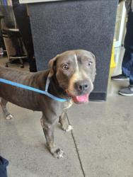 Shelter Stray Female Dog last seen Near BLOCK N DELLROSE AVE, WICHITA KS 67208, 3303 N Hillside St, Wichita, KS 67219, USA
