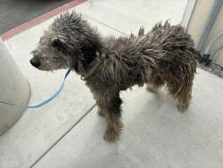 Shelter Stray Female Dog last seen PERRIS/NUEVO, 227 N D St, Perris, CA 92570, USA