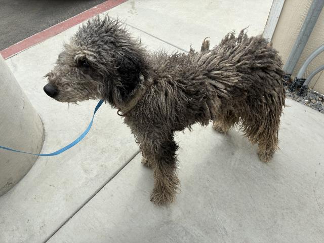 Shelter Stray Female Dog last seen PERRIS/NUEVO, 227 N D St, Perris, CA 92570, USA
