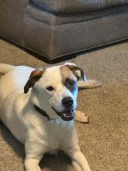 Lost Male Dog last seen Stallsworth Road, McDonough, GA 30252