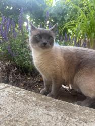 Lost Female Cat last seen Corner street right off Flavel, 62nd ave, and Fern ave, Portland, OR 97206