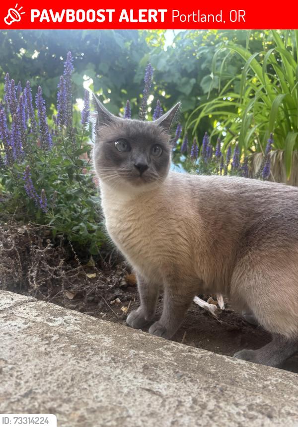 Lost Female Cat last seen Corner street right off Flavel, 62nd ave, and Fern ave, Portland, OR 97206