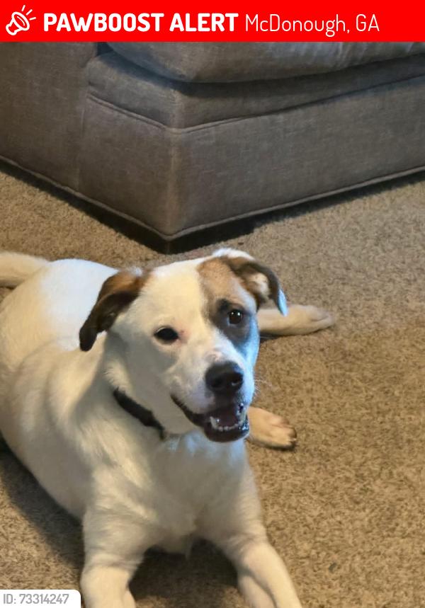 Lost Male Dog last seen Stallsworth Road, McDonough, GA 30252