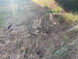 Reunited Unknown Cat last seen Grace Baptist Church, Portland, OR 97215