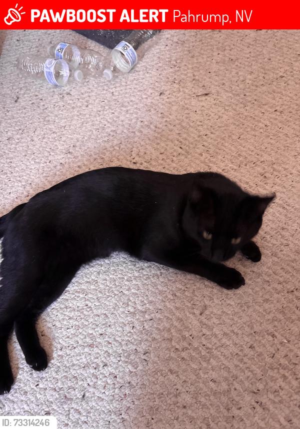 Lost Male Cat last seen Eldorado way, Spyglass, Pahrump, NV 89048