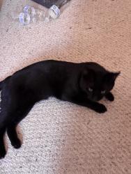 Lost Male Cat last seen Eldorado way, Spyglass, Pahrump, NV 89048