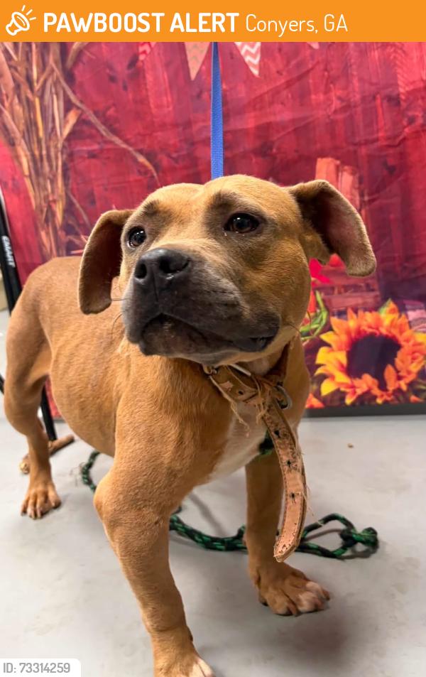 Found/Stray Female Dog last seen Located at Rockdale County Animal Service, 1506 Rockbridge Road, Conyers, GA 30012, Conyers, GA 30012