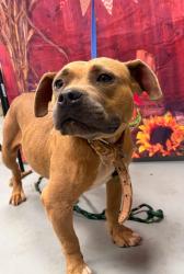 Found/Stray Female Dog last seen Located at Rockdale County Animal Service, 1506 Rockbridge Road, Conyers, GA 30012, Conyers, GA 30012