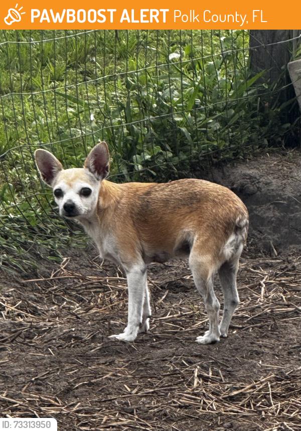 Found/Stray Female Dog last seen Shepherd Rd and Hatcher Rd, Polk County, FL 33811