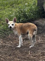 Found/Stray Female Dog last seen Shepherd Rd and Hatcher Rd, Polk County, FL 33811