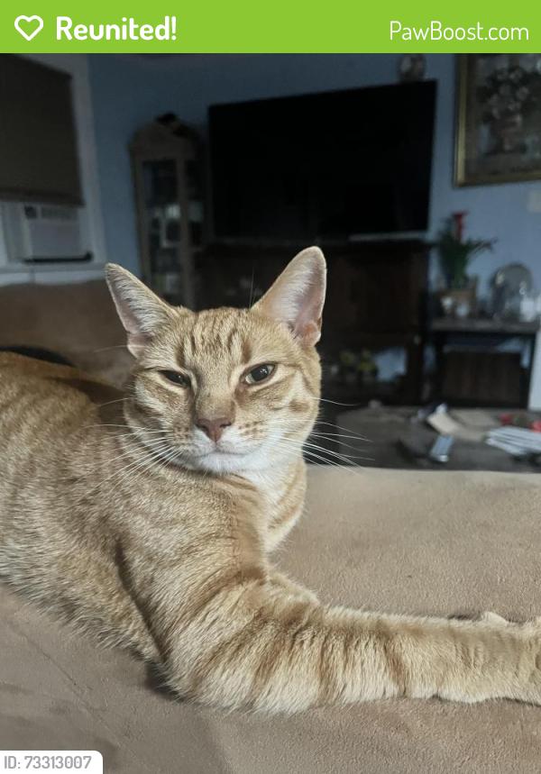 Reunited Male Cat last seen Woodlea rd and debbie lane, Orefield, PA 18069