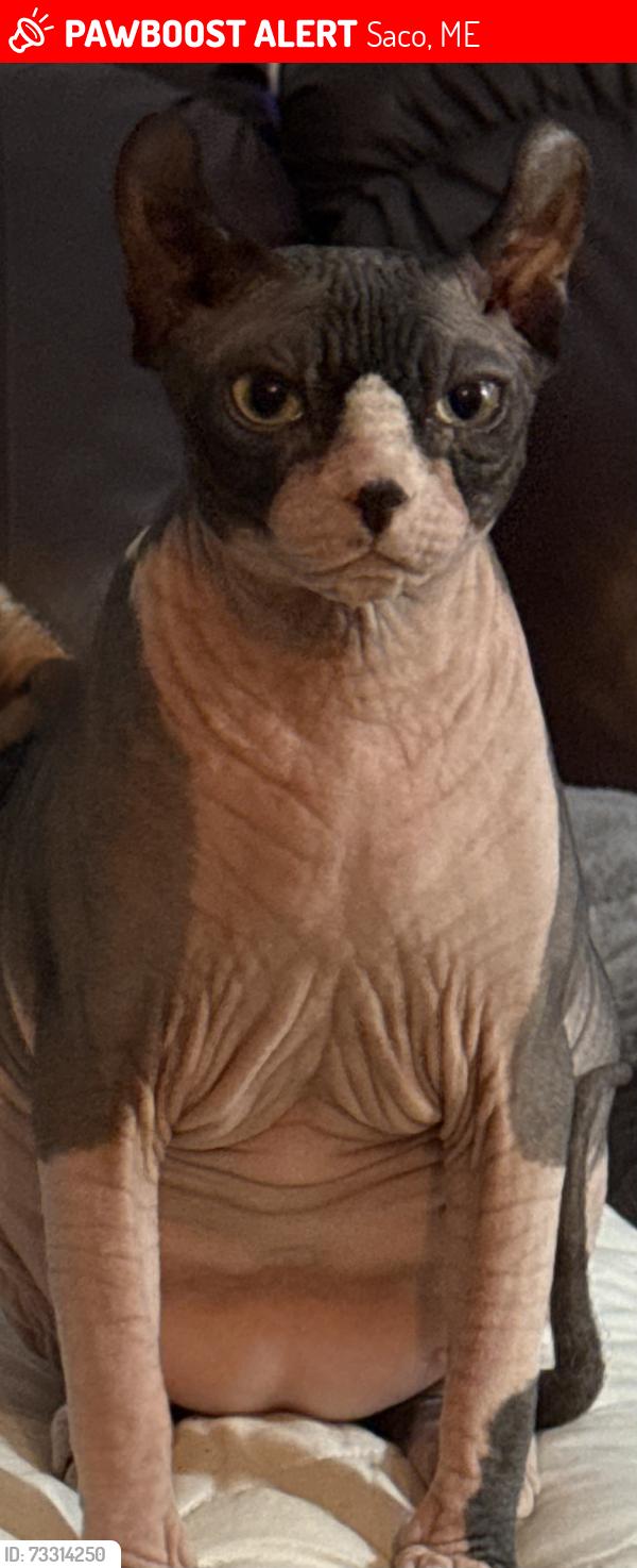 Lost Male Cat last seen Down the street from Young’s School Saco ME, Saco, ME 04072