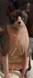 Lost Male Cat last seen Down the street from Young’s School Saco ME, Saco, ME 04072