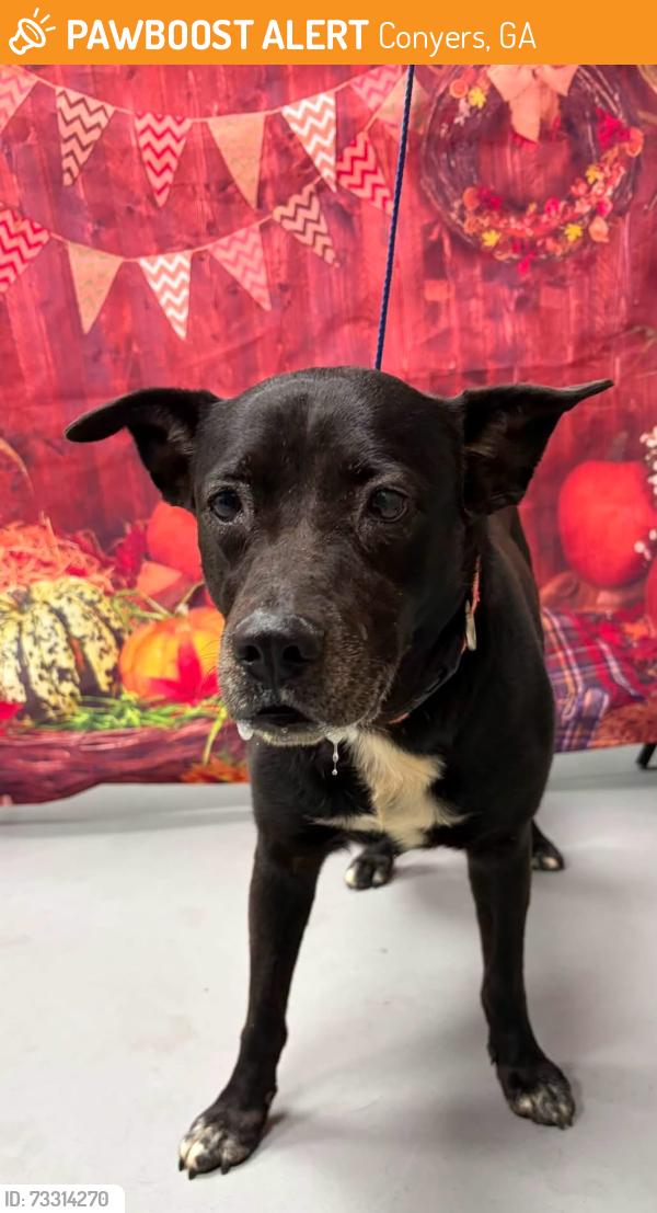 Found/Stray Female Dog last seen Located at Rockdale County Animal Service, 1506 Rockbridge Road, Conyers, GA 30012, Conyers, GA 30012