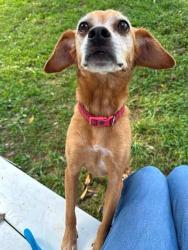 Shelter Stray Male Dog last seen ST CHARLES CO, 4850 Mid Rivers Mall Dr, St Peters, MO 63376, USA