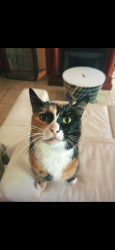 Lost Female Cat last seen By the canyon between Sparta Dr and via de Anzar, Rancho Palos Verdes, CA 90275