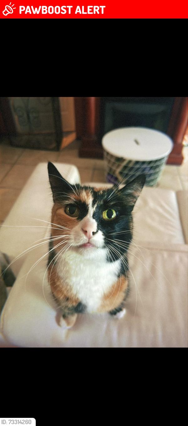 Lost Female Cat last seen By the canyon between Sparta Dr and via de Anzar, Rancho Palos Verdes, CA 90275
