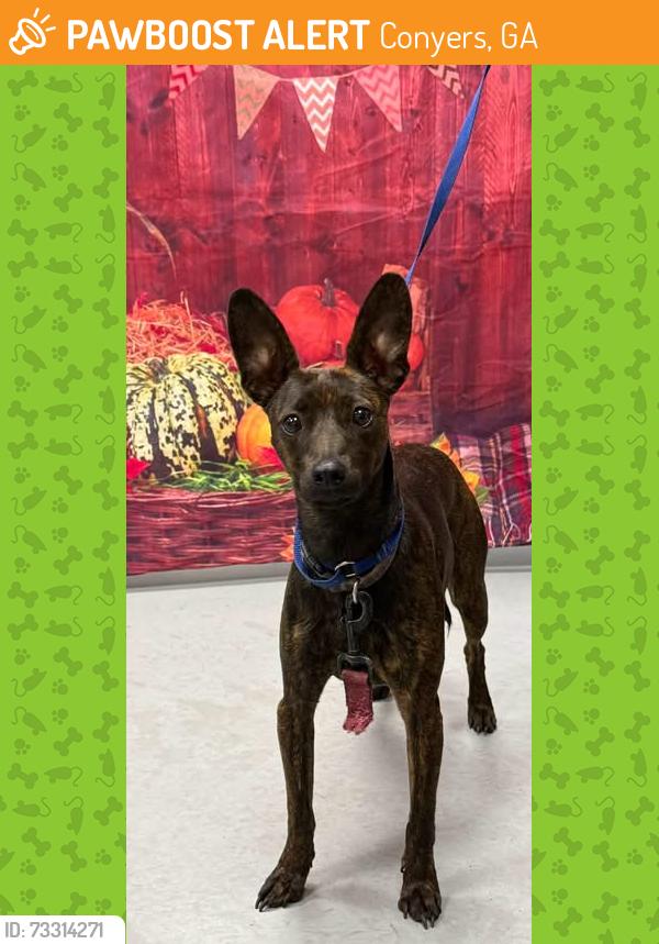 Found/Stray Female Dog last seen Located at Rockdale County Animal Service, 1506 Rockbridge Road, Conyers, GA 30012, Conyers, GA 30012