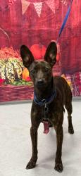 Found/Stray Female Dog last seen Located at Rockdale County Animal Service, 1506 Rockbridge Road, Conyers, GA 30012, Conyers, GA 30012