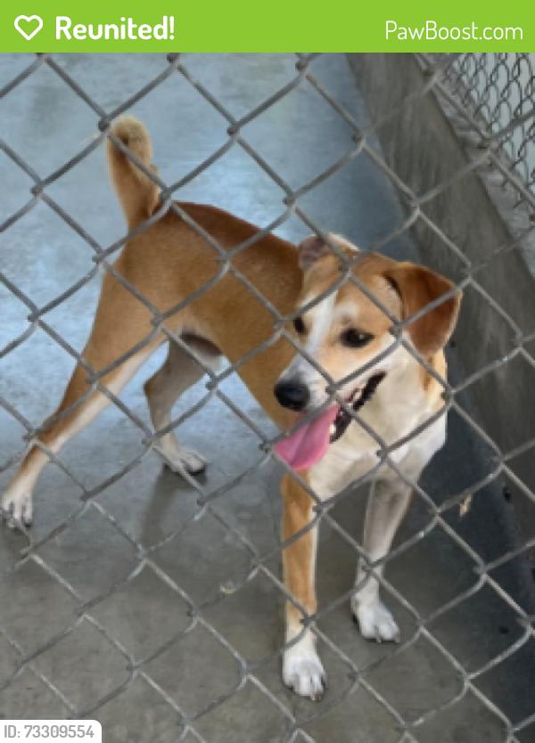 Reunited Unknown Dog last seen Angelus Ave, Rosemead, CA 91770