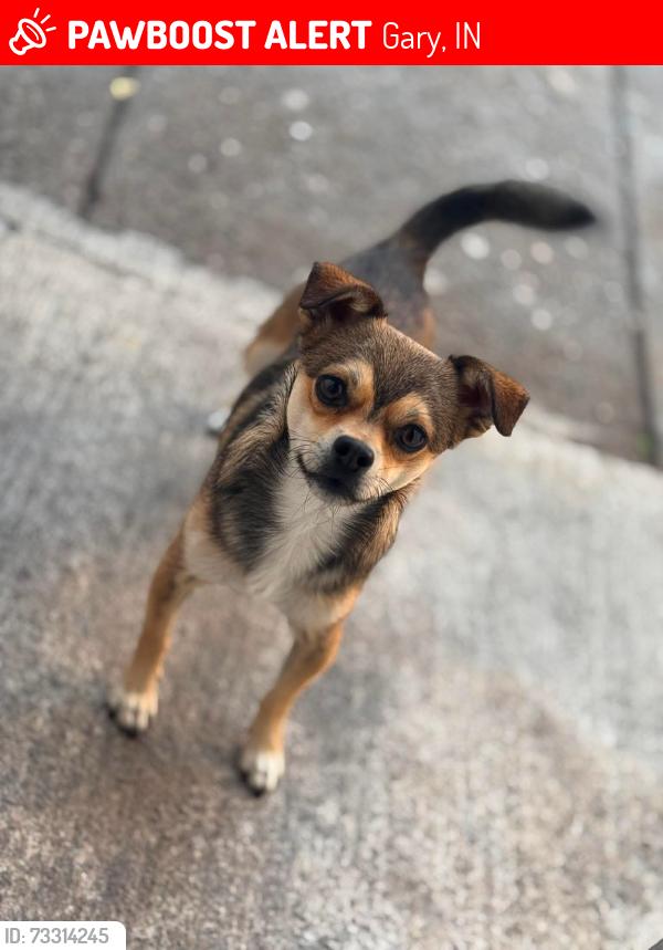 Lost Male Dog last seen pierce st / polk st, Gary, IN 46407