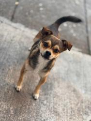 Lost Male Dog last seen pierce st / polk st, Gary, IN 46407