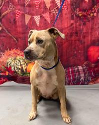 Found/Stray Female Dog last seen Located at Rockdale County Animal Service, 1506 Rockbridge Road, Conyers, GA 30012, Conyers, GA 30012