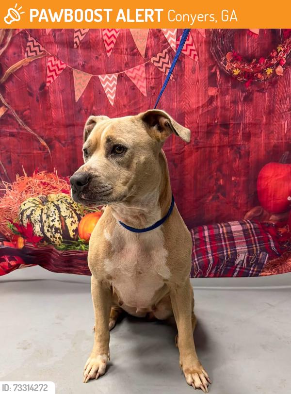 Found/Stray Female Dog last seen Located at Rockdale County Animal Service, 1506 Rockbridge Road, Conyers, GA 30012, Conyers, GA 30012