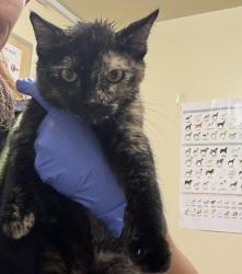 Shelter Stray Female Cat last seen KENNEDY HS, 1950 Stevenson Blvd, Fremont, CA 94538, USA