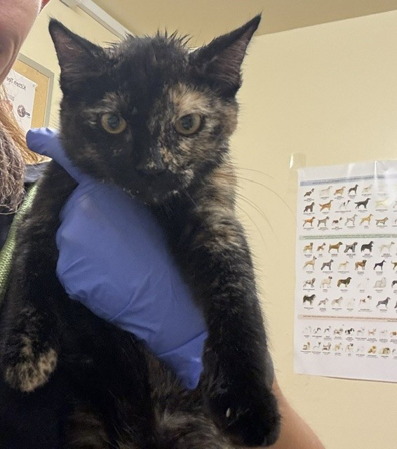 Shelter Stray Female Cat last seen KENNEDY HS, 1950 Stevenson Blvd, Fremont, CA 94538, USA