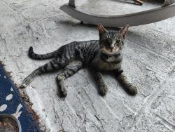Found/Stray Male Cat last seen Fairfield ave and Garner st, Norwalk, CT 06854