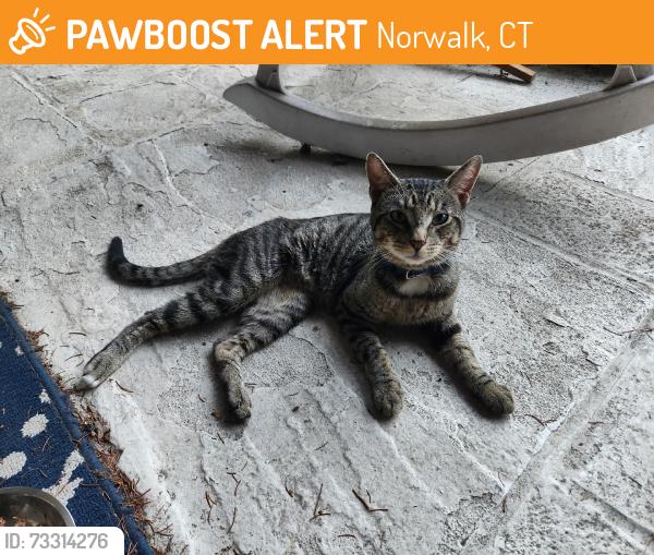 Found/Stray Male Cat last seen Fairfield ave and Garner st, Norwalk, CT 06854
