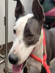 Shelter Stray Female Dog last seen , 4000 N Silverbell Rd, Tucson, AZ 85745, USA
