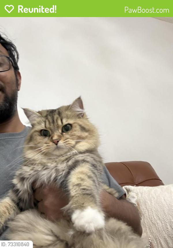 Reunited Female Cat last seen Marbury Avenue , Linford Ave, 48th street, Canton, OH 44705