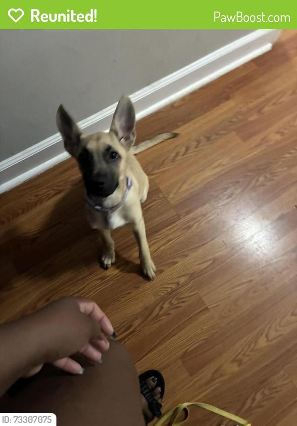 Reunited Female Dog last seen U.S. 52, Winston-Salem, NC 27105