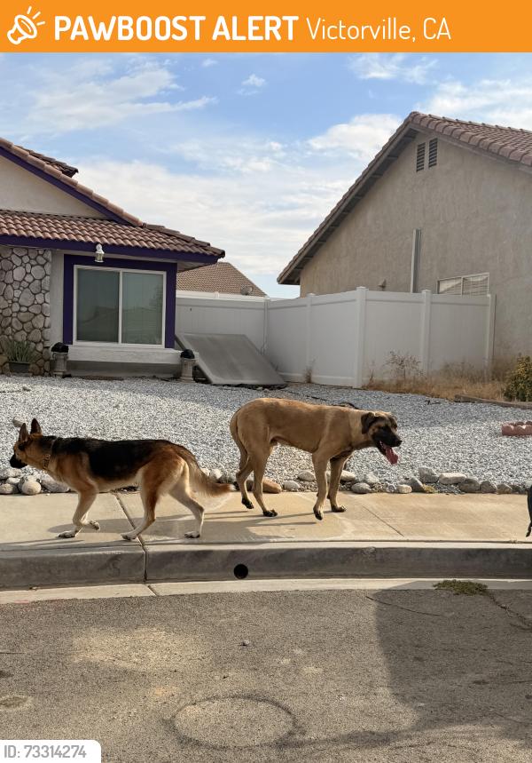 Found/Stray Unknown Dog last seen El Dorado n Mesa Linda, Victorville, CA 92392